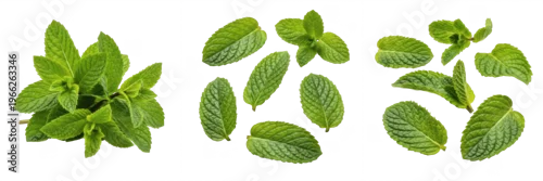 Panel kuchenny z motywem Mint leaves (Mentha spp.) fresh green aromatic herb leaves isolated on white background, spearmint peppermint produce