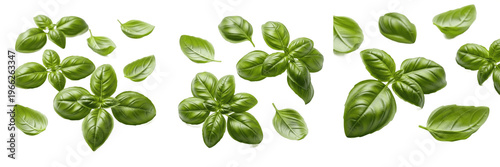 Obraz na płótnie Basil leaves (Ocimum basilicum) sweet green herb leaves isolated on white backgr