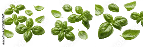 Panel kuchenny z motywem Basil leaves (Ocimum basilicum) sweet green herb leaves isolated on white background, italian basil produce
