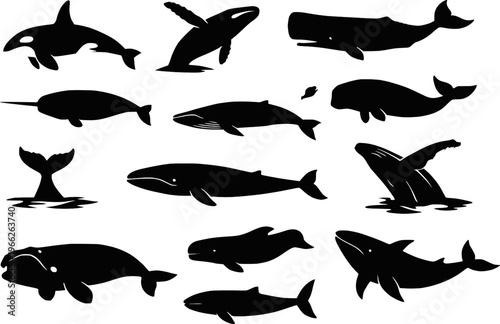 Whale species collection silhouette vector illustration
