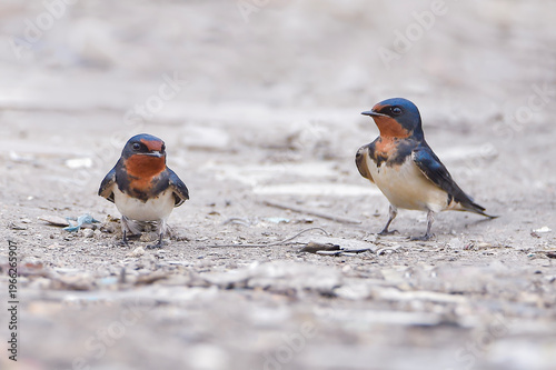 Foto A beautiful Barn Swallow standing on the ground while actively searching for food