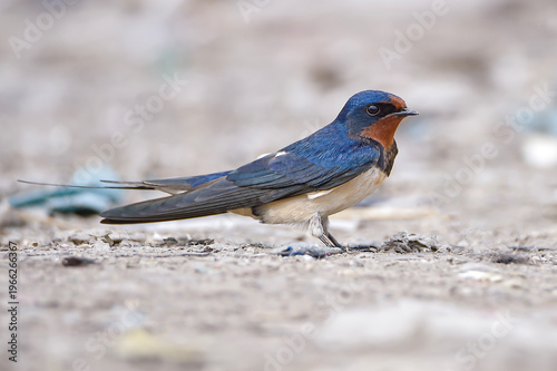 Foto A beautiful Barn Swallow standing on the ground while actively searching for food