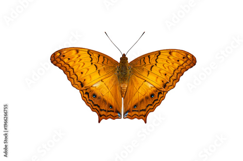 Orange Butterfly Isolated on White Background with Detailed Wings Pattern , and symmetry. Concept of nature, beauty, transformation, and biodiversity in wildlife .