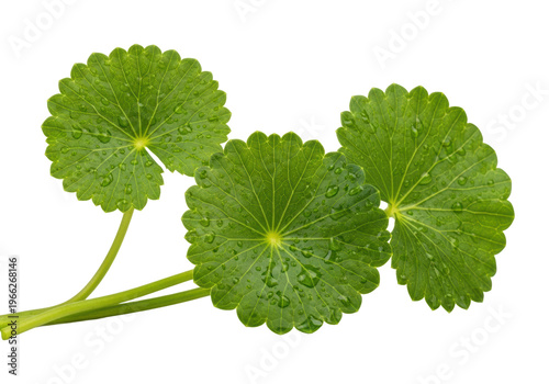 Three fresh emerald green Centella asiatica leaves with water droplets and stems, perfectly isolated on a transparent background with copy space, concept for natural skincare branding