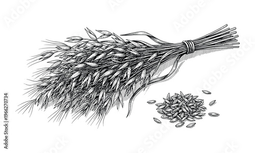 Sheaf of oats and pile of oat grains vector engraving style illustration cereal.