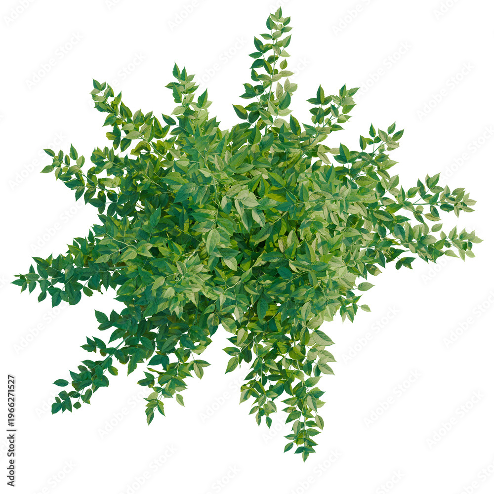 Fototapeta premium Rubus idaeus tree plan, top view, cutout, transparent background, isolate, Lush Green Foliage Branch, Detailed Leaf Texture, Natural Elements, Botanical Illustration
