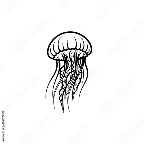 Black and white jellyfish drawing 1.