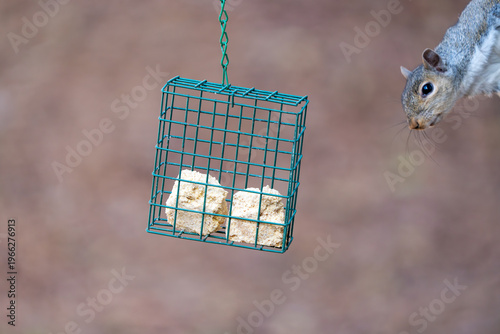 Squirrel eyes bird suet hopeful for a treat.