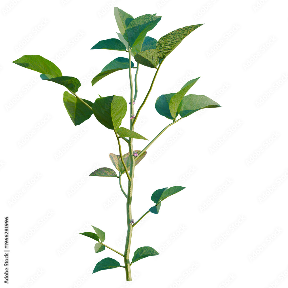 Fototapeta premium Glycine max tree, elevation, front view, cutout, transparent background, isolate, Delicate green leaves and stems with purple flowers, detailed botanical illustration.