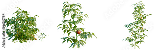 Quadro su tela Solanum lycopersicum tree, elevation, front view, cutout, transparent background, isolate, Healthy tomato plant with ripe red fruits on the branch, close-up