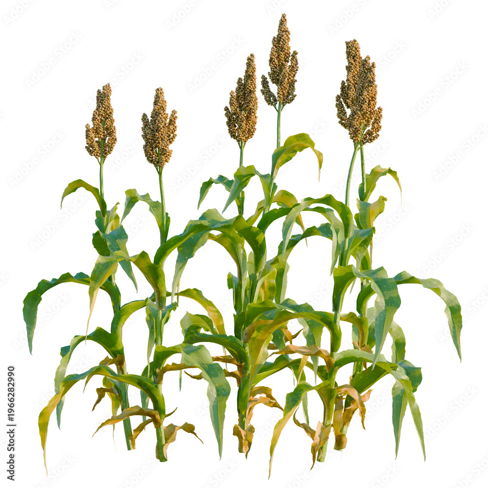 Obraz premium Sorghum bicolor tree, elevation, front view, cutout, transparent background, isolate, Close-up of green corn stalks in a field, agriculture and harvest, rural scene