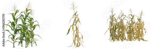 Zea mays tree, elevation, front view, cutout, transparent background, isolate, Field of dry corn stalks, agricultural scene, autumn harvest, rural landscape, golden colors.