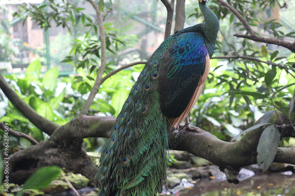 Naklejka premium Vibrant Peacock Perched on Tree Branch in Green Garden
