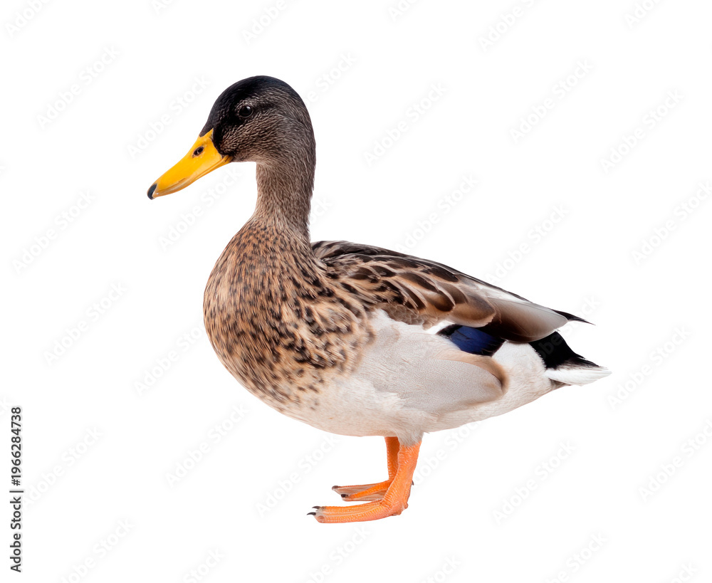 Fototapeta premium Female mallard duck standing on transparent background PNG