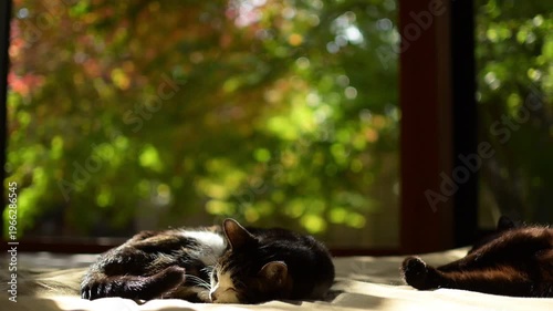 紅葉の庭を背景に夢から覚めて鼻チューをするキジ猫と黒猫