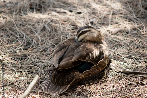 Slika na platnu the Pacific black duck is resting