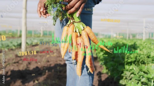 Farmer holding carrots on farm, analyzing yield as animated charts and numbers overlaying hands