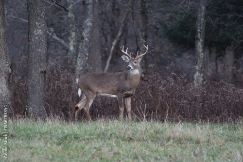 Konstfotografi Whitetail Deer (Buck) Standing