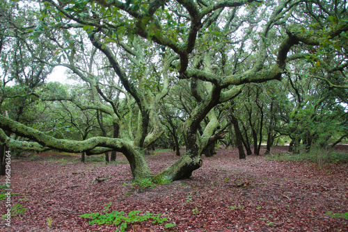 Fotografi Craggy Moss Covered Tree