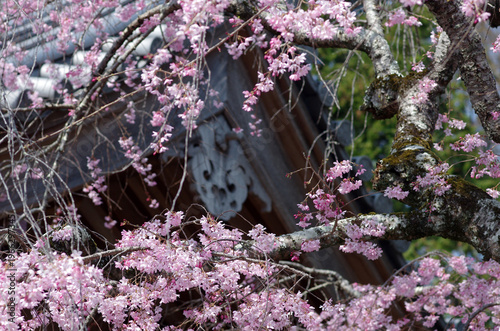 春が来た。桜の開花便りが届いてくる季節になった。気分も浮き浮きしてくる。晴れ上がった春の日曜日、桜の花が見たくなって、愛用の自転車でツーリングに出かけた。春風が優しく吹いている。シダレザクラがきれいな寺院に立ち寄った。ゆらゆらと風に揺られて心地よさそう。歴史ある街並みに出て、古い建築物に桜がぴったり似合って咲いていた。サクラは日本人の心の花。今日一日、幸せな気分に浸ることができた。