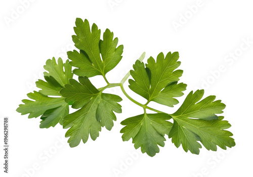 Fresh green parsley leaves isolated on transparent background