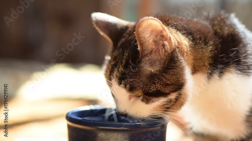 水を飲むキジ猫