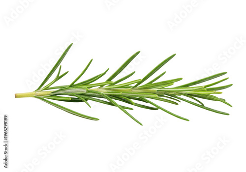 Fresh rosemary sprig isolated on transparent background