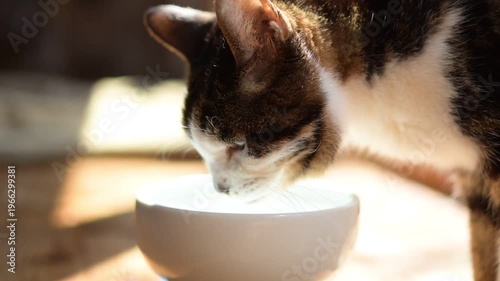 水を飲むキジ猫