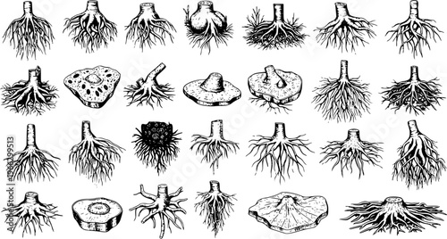 Hand-drawn botanical illustrations of plant roots, tubers, and rhizomes. Various root systems, cut sections, and forms in detailed vintage sketch style.