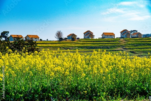 長崎鼻の菜の花