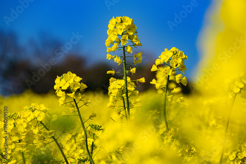 長崎鼻の菜の花