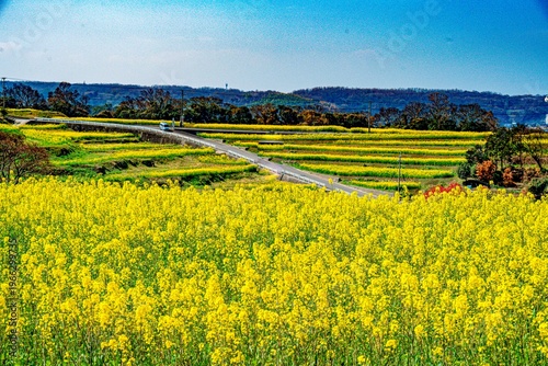 長崎鼻の菜の花