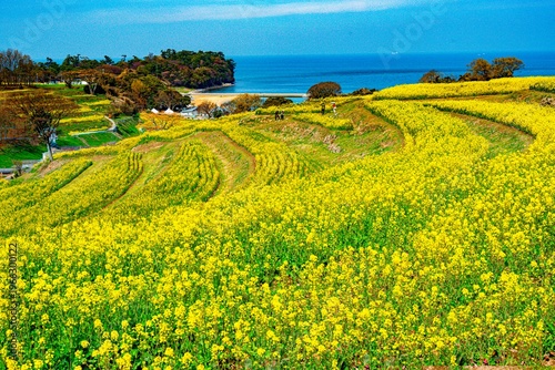 長崎鼻の菜の花