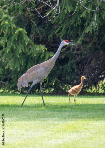 Adult Sandhill Crane (Antigone canadensis) with young orange colt walking across a green lawn in Waukesha County, Wisconsin, during mid-May.