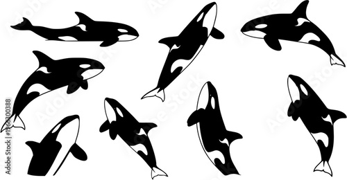 Group of black and white killer whale (orca) illustrations swimming in various dynamic poses on a white background, featuring stylized marine mammals.