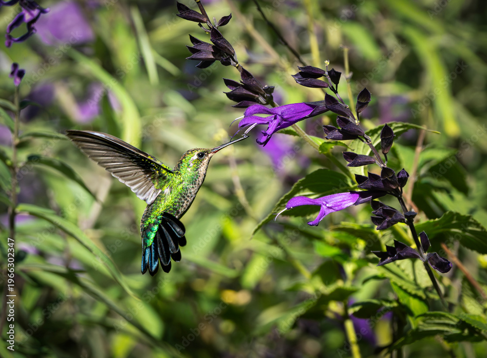 Naklejka premium Picaflor verde
