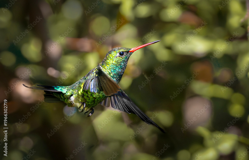 Naklejka premium Picaflor verde 