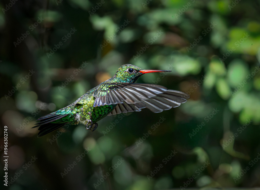 Naklejka premium Picaflor verde