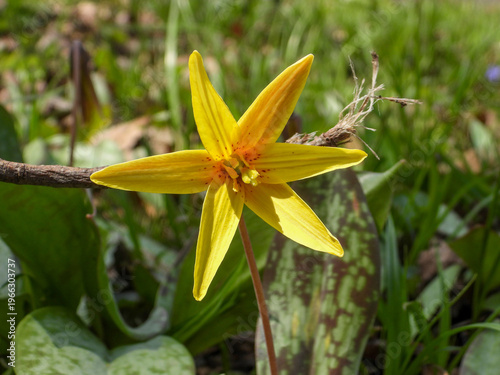 Yellow Trout Lily (Erythronium americanum) Wildflower Growing on Forest Floor in Spring Woodland