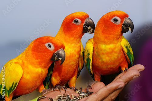 Wallpaper Mural Three vibrant orange and yellow parakeets perched on a hand with seeds, looking around with a blurred background. Torontodigital.ca