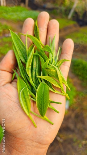 Fresh Green Tea Leaves in Hand, Organic Agriculture and Herbal Plant Concept. Close up of hand holding fresh green tea leaves. Concept of organic farming, herbal plants, natural ingredients
