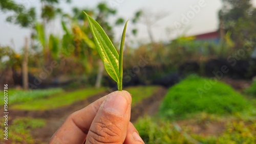 Fresh Green Tea Leaves in Hand, Organic Agriculture and Herbal Plant Concept. Close up of hand holding fresh green tea leaves. Concept of organic farming, herbal plants, natural ingredients