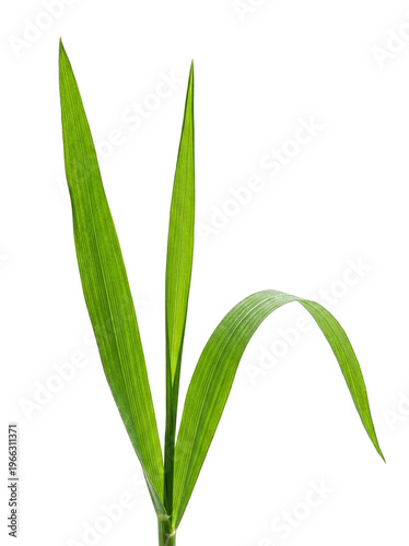 Green Grass or Wheatgrass Leaves Growing
