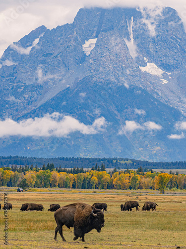 Close view of the bisons at Grand Teton National Park, Autumn time.