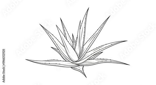Hand-Drawn Agave Plant Line Art Illustration. Botanical Succulent Sketch for Natural, Herbal, or Desert-Themed Designs