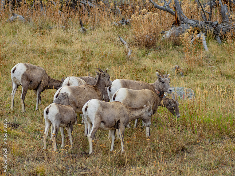 Obraz premium Close view of the bisons at Grand Teton National Park, Autumn time.