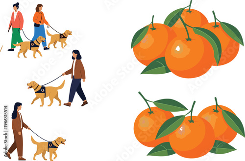 Flat vector illustration set of people walking dogs with leash and fresh orange fruit with leaves isolated on light background collection