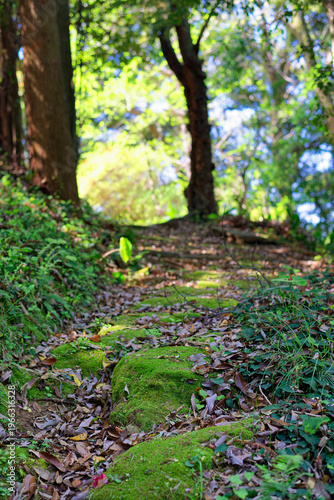 Moss covered stone path in forest with soft sunlight and natural greenery