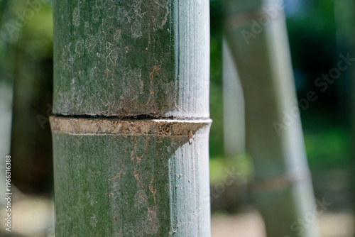 Close up of bamboo trunk with natural texture and green tones in forest