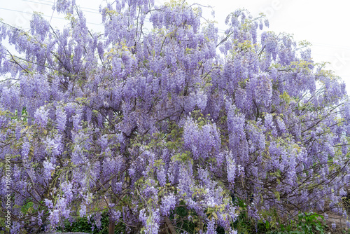 The beautiful spring in Chongqing